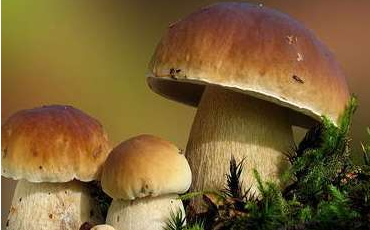 舌尖上的云南野生菌，燃燒著每個吃貨的味蕾
