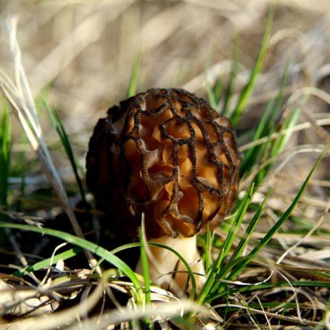村里一種野生菌，現(xiàn)在逐步減少，一斤600多元價值很珍貴