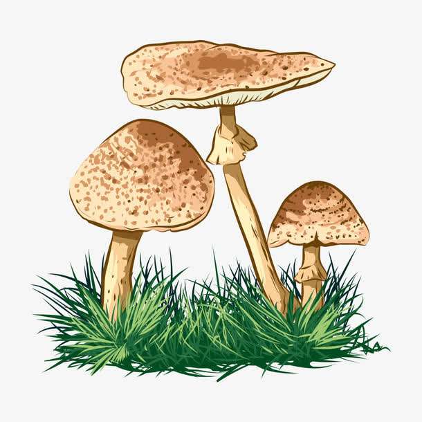 預(yù)警：野生菌中毒怎么防？怎么控？怎么辦？
